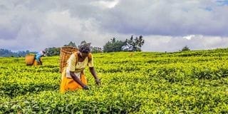 Kenyan tea exports pivot from Sudan, Iran to China, South Africa